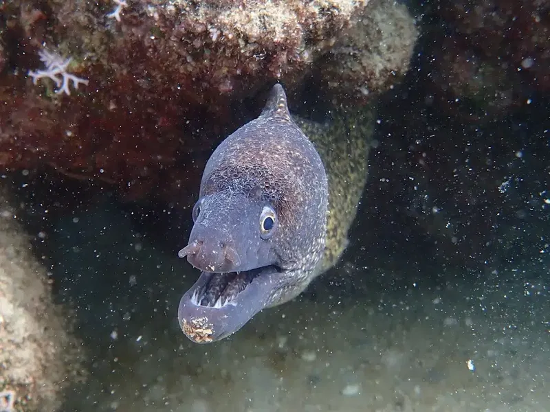 Pusula dalgıçlık sualtı hizmetleri - Photo 1