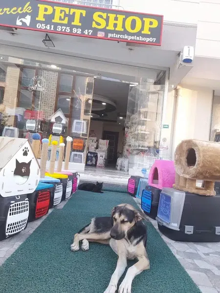 Pıtırcık pet shop - Photo 1