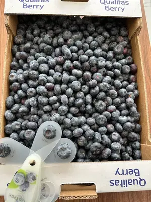Qualitasberry paketleme ve soğuk hava tesisi
