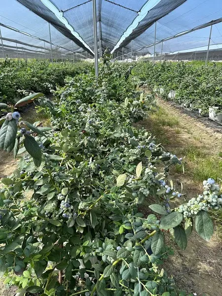 Qualitasberry paketleme ve soğuk hava tesisi - Photo 2