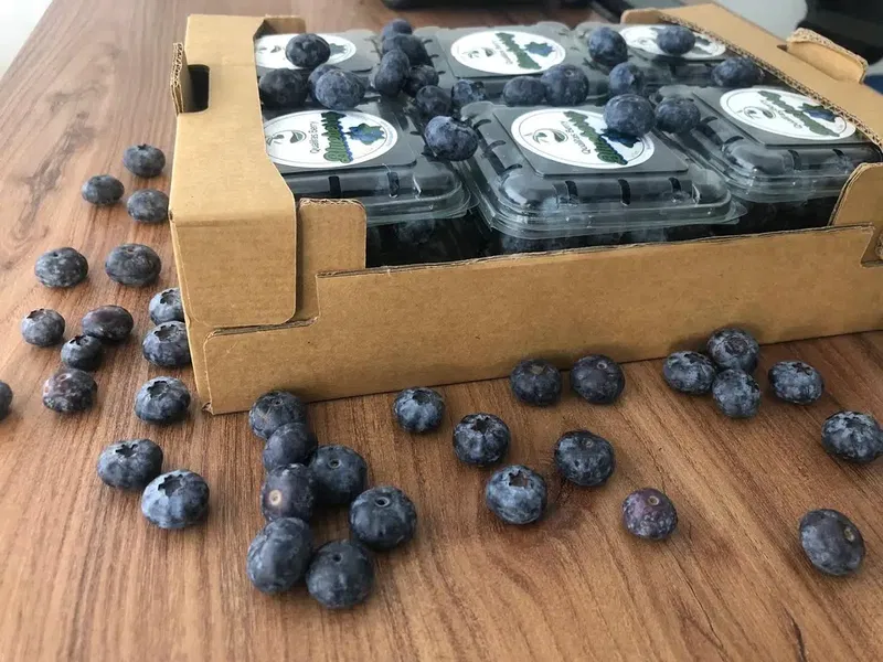 Qualitasberry paketleme ve soğuk hava tesisi - Photo 3