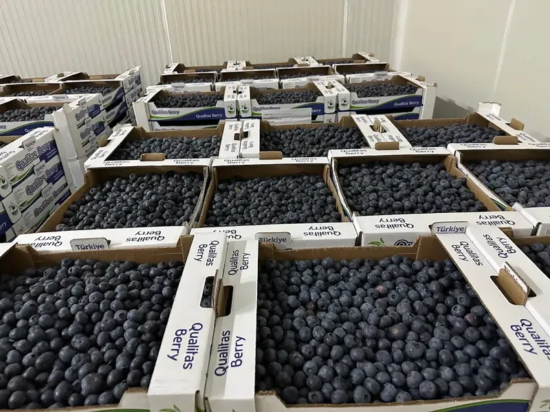 Qualitasberry paketleme ve soğuk hava tesisi - Photo 10