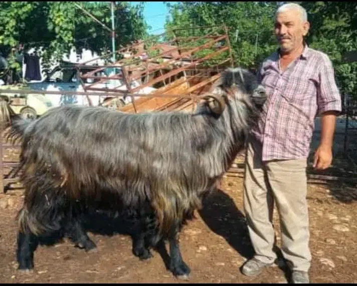 RAMAZAN DUMAN Çiftliği ve İşletmeciliği - Photo 4