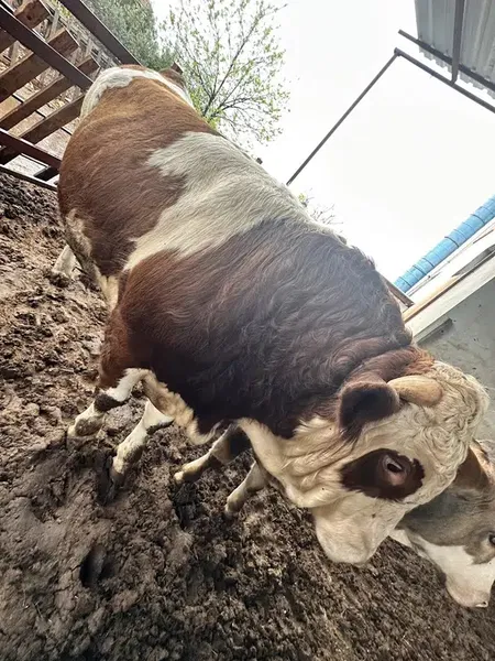 Reisoğlu Ekim Kurbanlık Besi Çiftliği - Photo 9