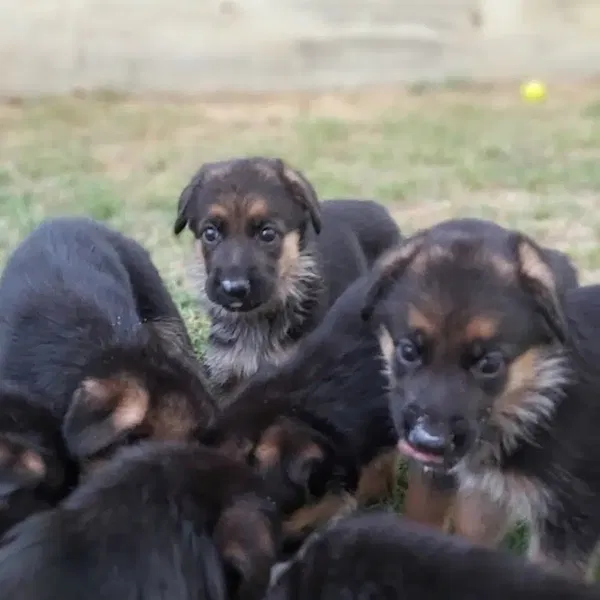 Rivendell Kennel - Photo 4