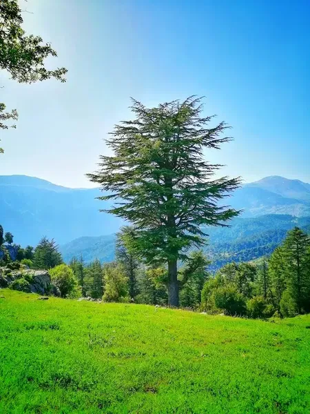 Rüzgarlıtepe Kuzca - Photo 9