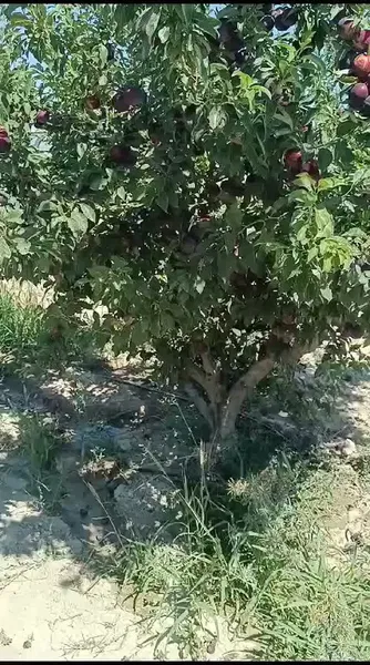 S Şi̇mşek - Photo 2