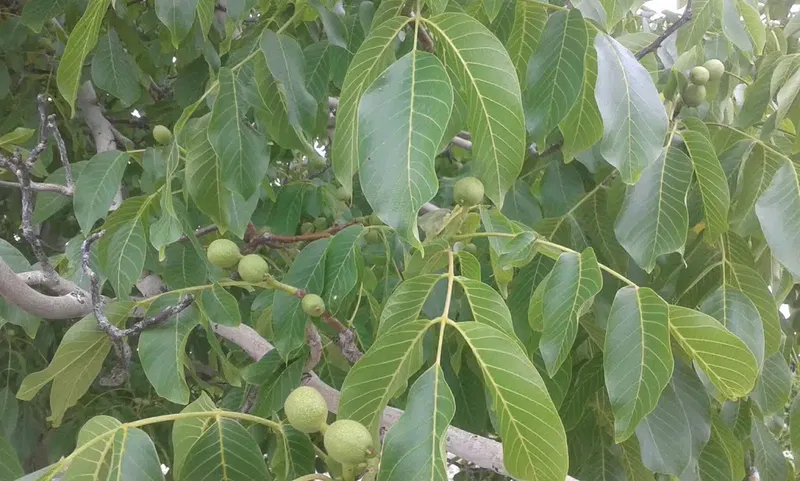 S Şi̇mşek - Photo 7