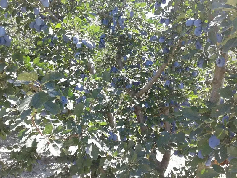 S Şi̇mşek - Photo 8