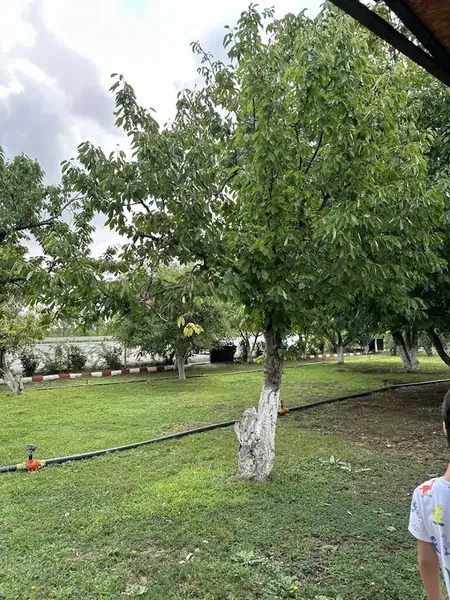 Saanen Keçili Bahçe - Photo 8