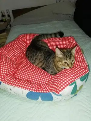 Sakıbe moda evı