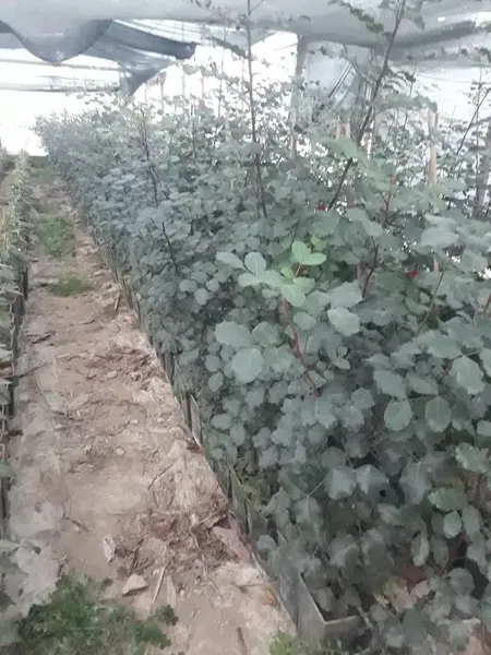 Saruhan fidancılık - Photo 3