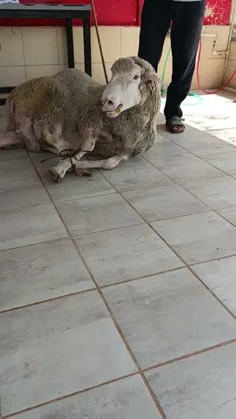 Sarıca kasap - Photo 2