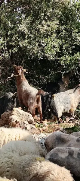 Sarıca kasap - Photo 3