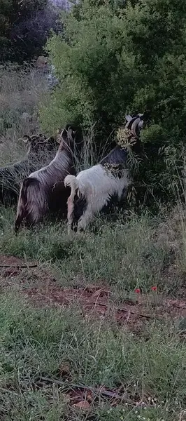 Sarıca kasap - Photo 6