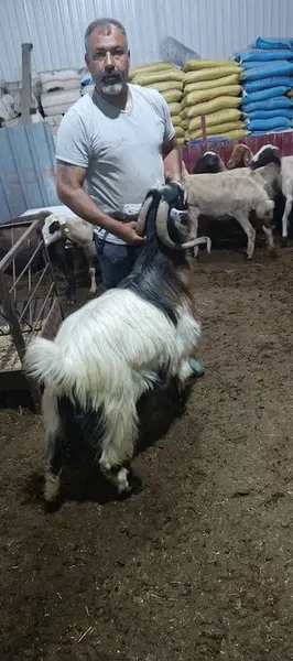 Sarıca kasap - Photo 10