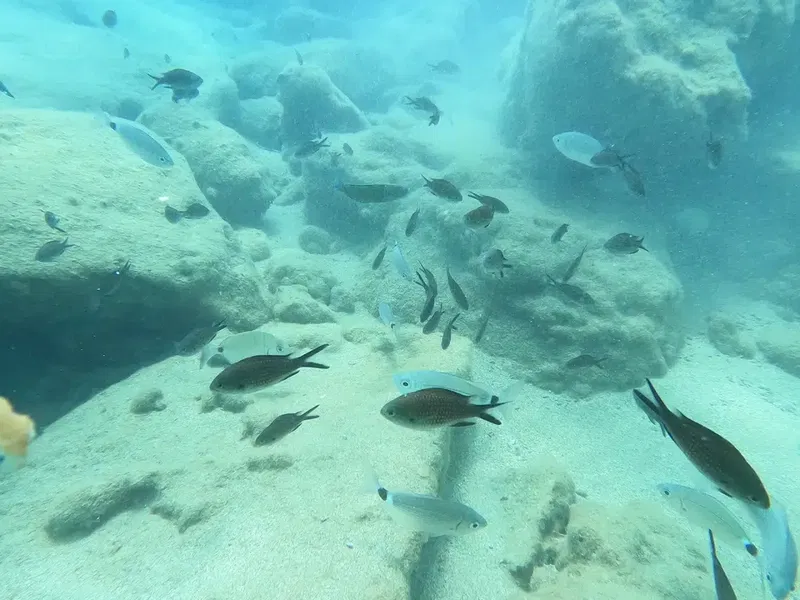 Scuba Turtle Diving School - Photo 7