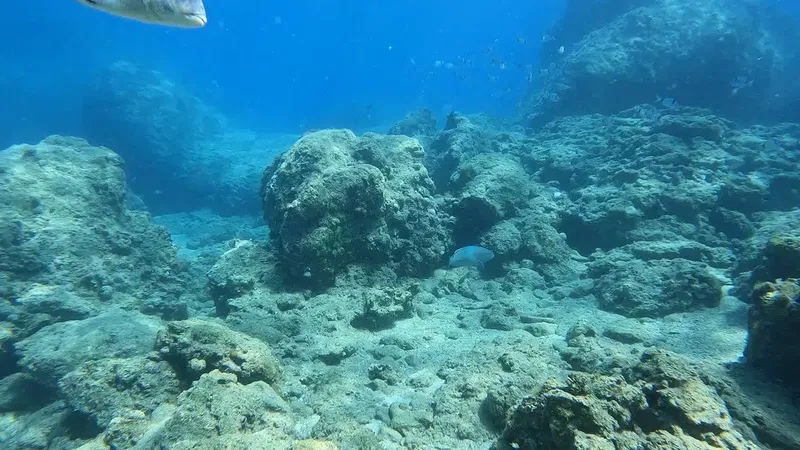 Seafox Diving Center - Photo 2