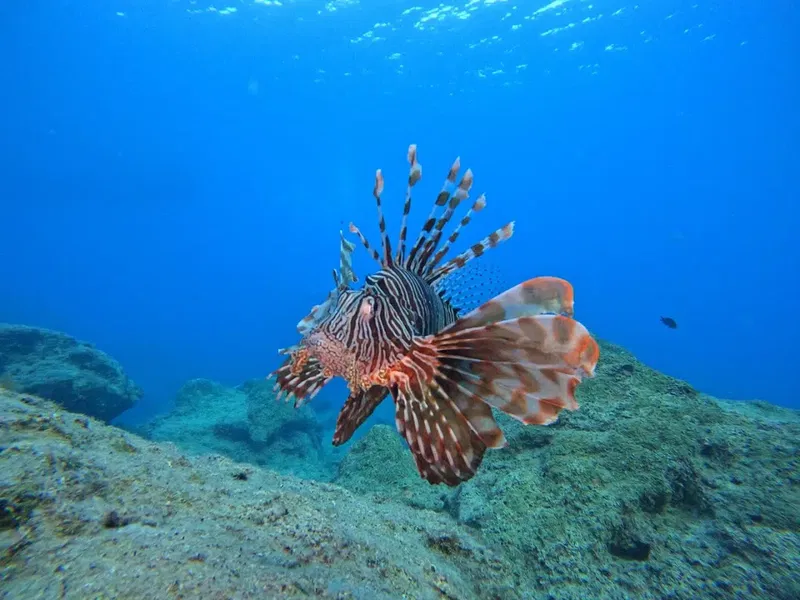 Seafox Diving Center - Photo 6