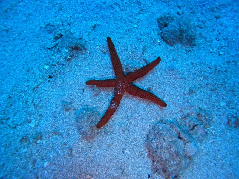 Seafox Diving Center - Photo 7