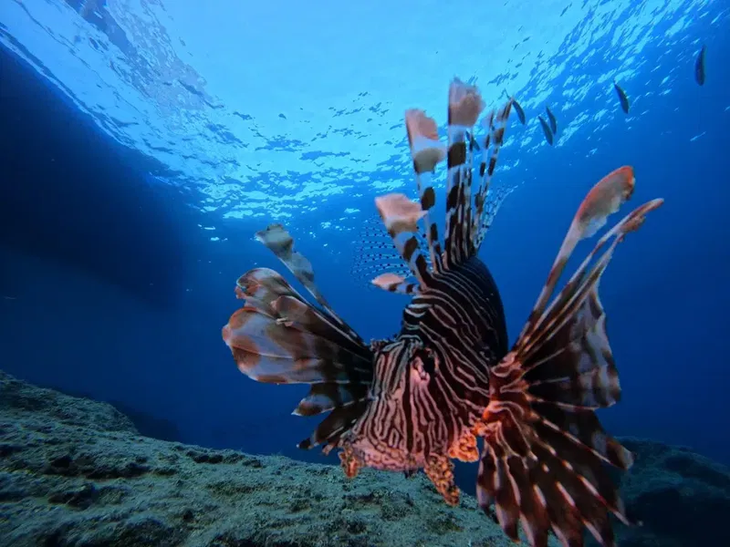 Seafox Diving Center - Photo 10