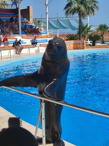 Sealanya Dolphinpark Seapark - Photo 4