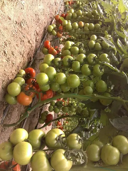 Sedat Kılar tarım - Photo 3