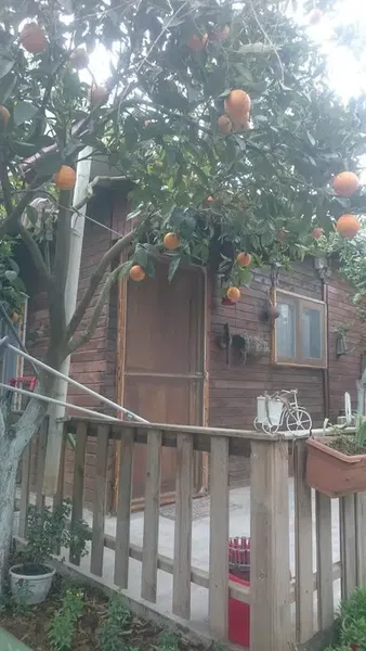 Serra'nın evi - Photo 7