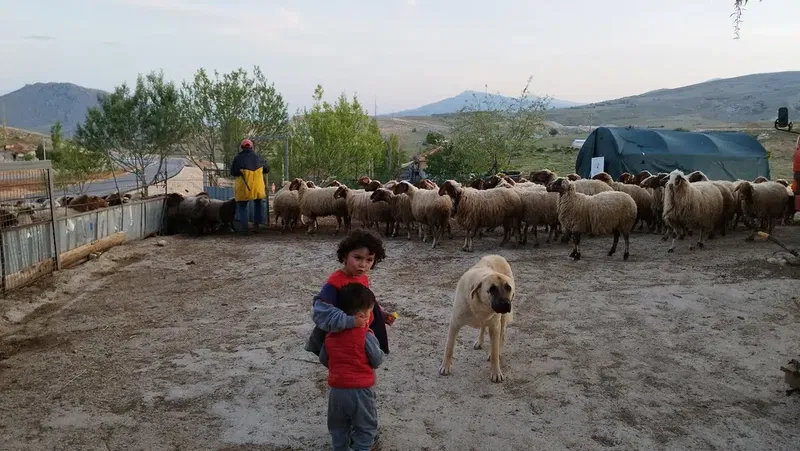 Sert Hayvancilik (Muhtarin Yeri̇) Öküzgözü - Photo 8