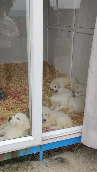 SİDE Köpek Oteli Eğitim Merkezi - Photo 2