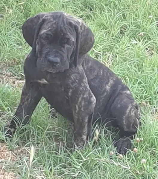 SİDE Köpek Oteli Eğitim Merkezi - Photo 6