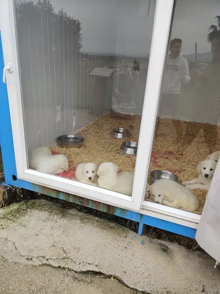 SİDE Köpek Oteli Eğitim Merkezi - Photo 7