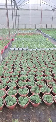 Si̇delya Botani̇k