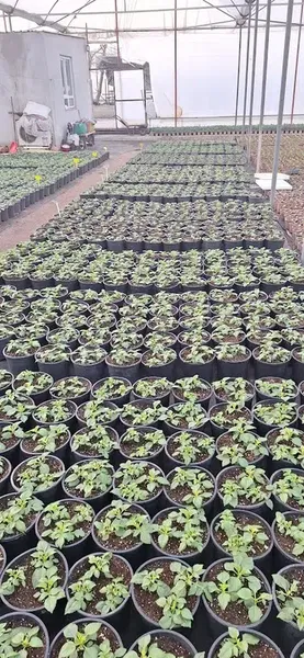 Si̇delya Botani̇k - Photo 4