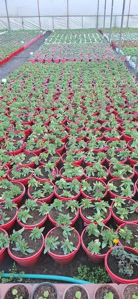 Si̇delya Botani̇k - Photo 6