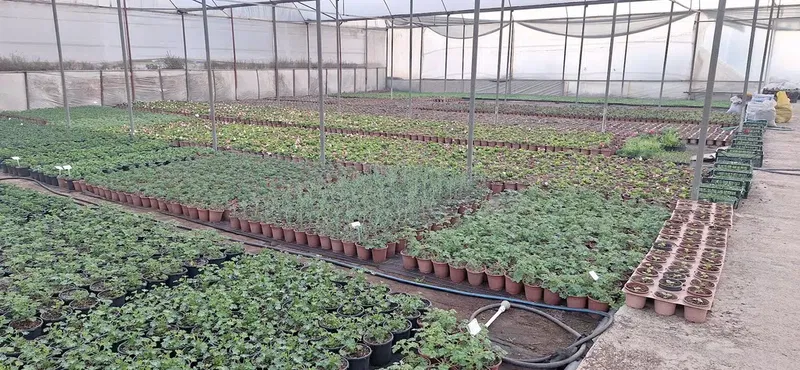 Si̇delya Botani̇k - Photo 9