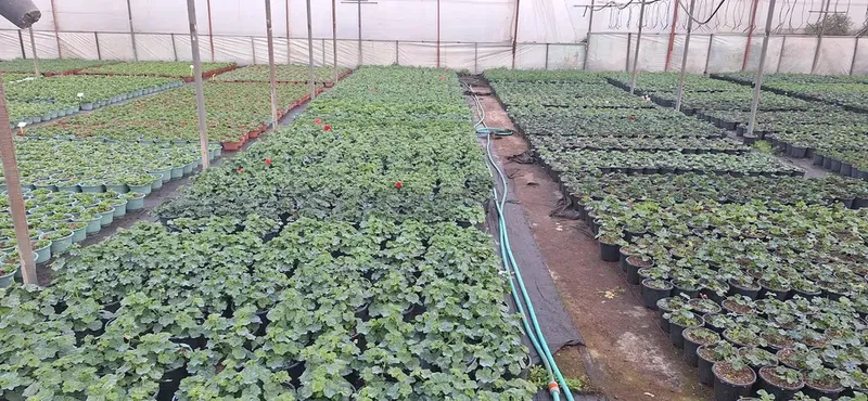 Si̇delya Botani̇k - Photo 10