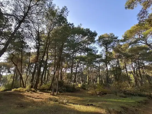 Sorgun Çamlığı