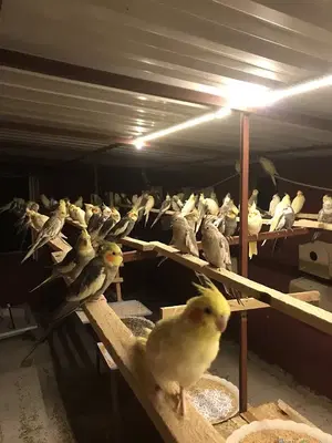 Sultan papağan üretim çiftliği