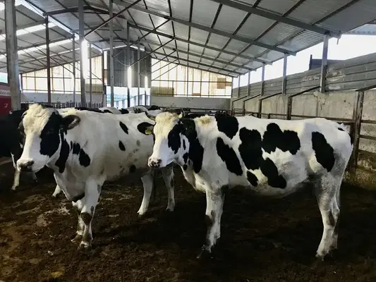 Takkay besi çiftliği