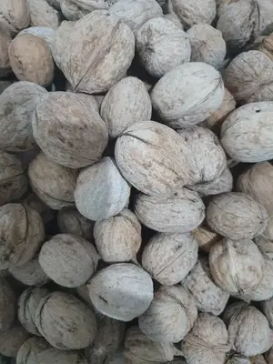 Taze Ceviz - Fresh Walnuts