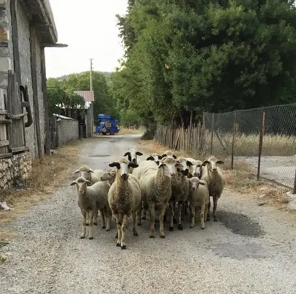 Taş Ev Bezi̇rgan - Photo 3