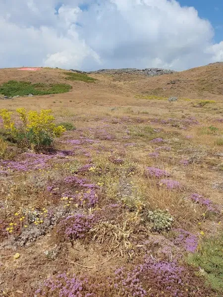 Tokar Şenli̇k Alani - Photo 10