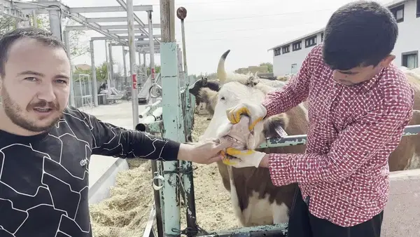 Tombeki Besi Çiftliği