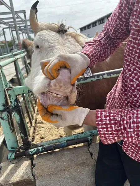 Tombeki Besi Çiftliği - Photo 4