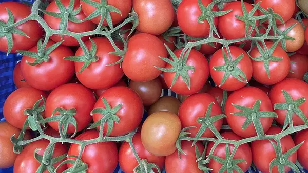 Topcu Meyve Sebze Üretim Tesisi