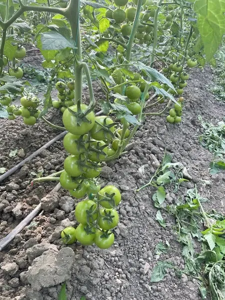Topcu Meyve Sebze Üretim Tesisi - Photo 6
