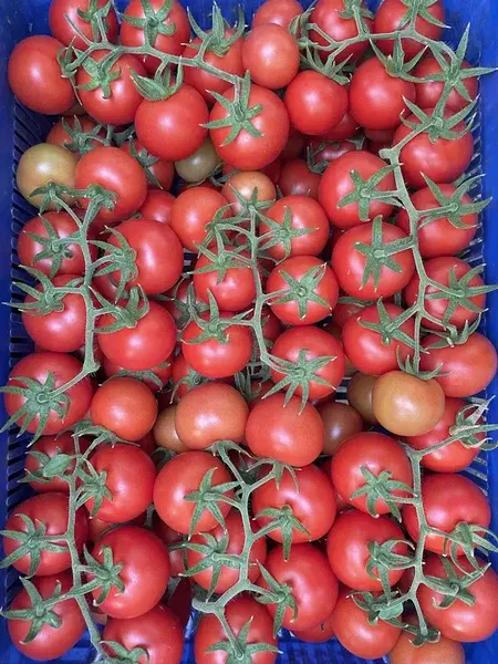 Topcu Meyve Sebze Üretim Tesisi - Photo 8