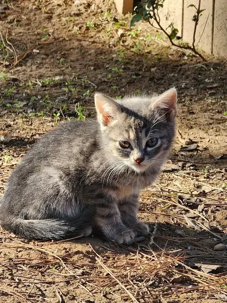 Topçu Yüzbaşı Mustafa Ertuğrul Heykeli - Photo 7