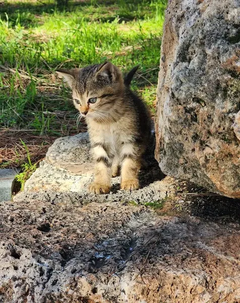Topçu Yüzbaşı Mustafa Ertuğrul Heykeli - Photo 9